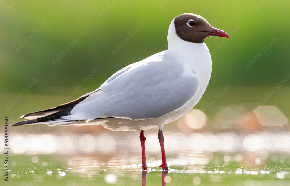 Common Black-headed Gull, Croicocephalus ridibundus Common Black-headed Gull, Croicocephalus ridibundus