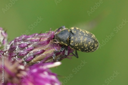 Closeup on a Larinus turbinatus weevil beetle, a pest which feeds on purple flowers of thistles photo