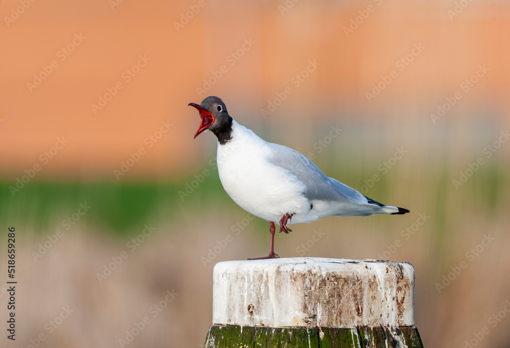 Obraz premium Common Black-headed Gull, Chroicocephalus ridibundus