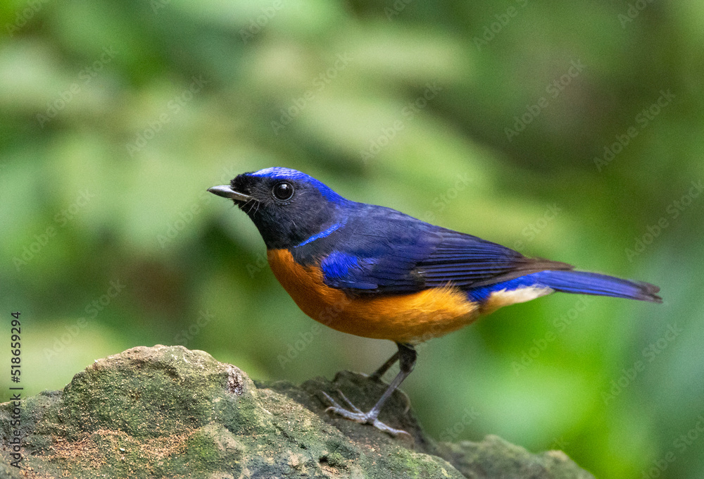 Fototapeta premium Fujian Niltava, Niltava davidi