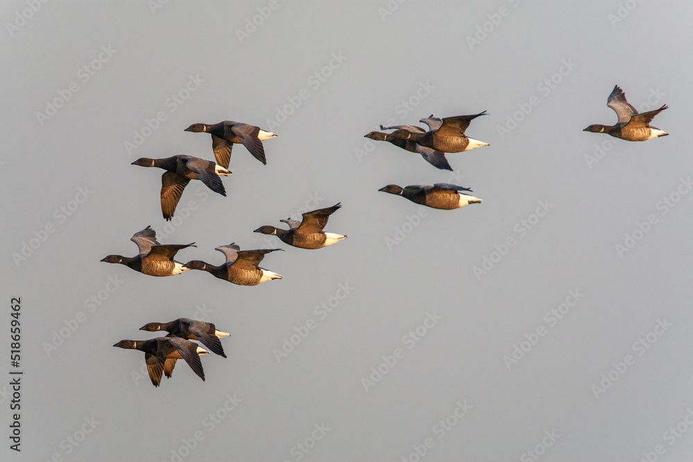Dark-bellied Brent Goose, Branta bernicla