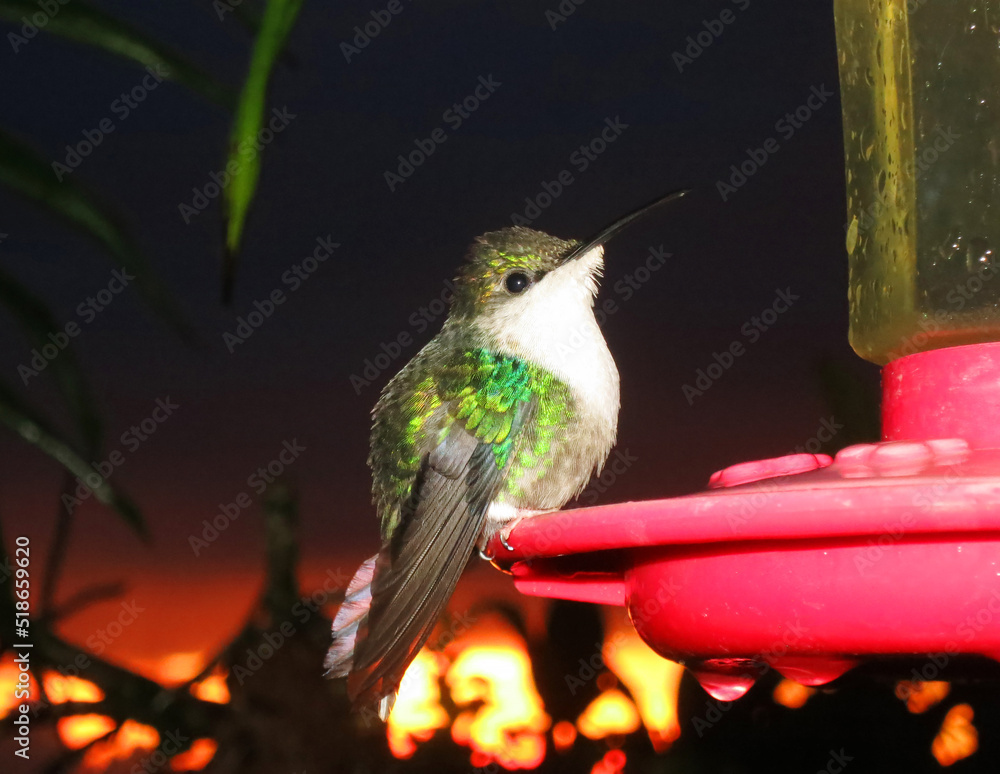 Obraz premium Blue-crowned Woodnymph, Thalurania colombica colombica