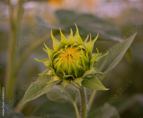 Selective focus shot of unopened sunflower with green leaves in the field