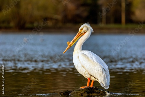 Beautiful shot of an American white pelican bird sitting on a rock in the middle of a lake
