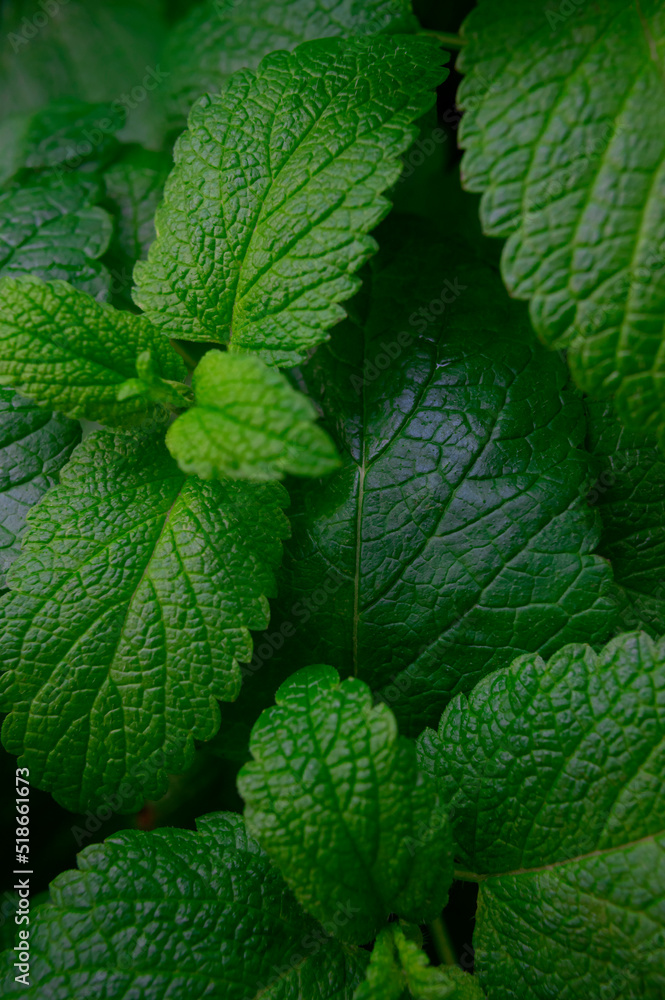 Fresh green leaves of melissa, lemon balm, mint, peppermint in the garden top view. Natural green background. Organic mint close up. Fragrant medicinal plant, ingredient for herbal tea Fresh green leaves of melissa, lemon balm, mint, peppermint in the garden top view. Natural green background. Organic mint close up. Fragrant medicinal plant, ingredient for herbal tea
