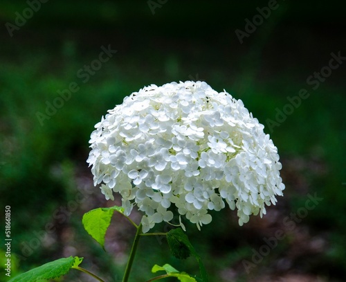 Closeup of a white Hydrangea arborescens 'Annabelle' photo