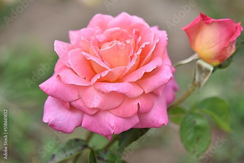 gardening. hybrid tea rose Chicago Peace orange pink