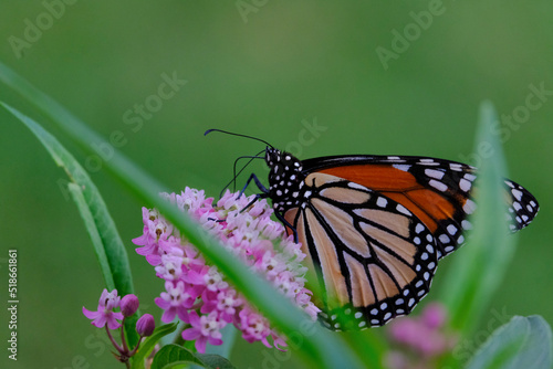 Monarch butterfly on Milkweed © Elena