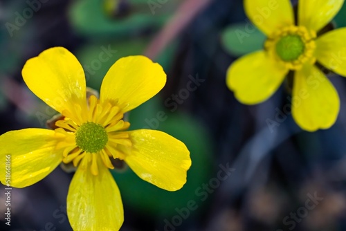 Closeup of blooming yellow Ranunculus acris flowers isolated in blurred background photo