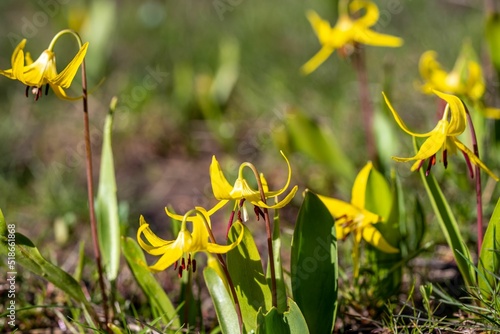 Closeup of blooming Erythronium Tuolumnense flowers isolated in green nature background photo