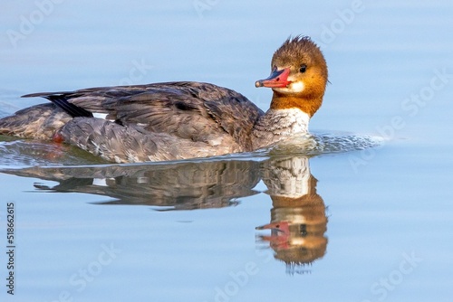 Closeup shot of a common merganser swimming in calm water photo