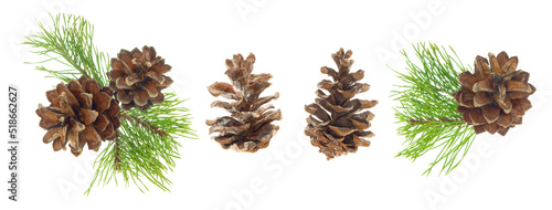 Beautiful fir tree branch with pine cones on white background. Medicinal plants. Forest tree with cones. isolated