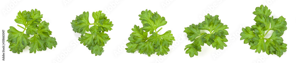 Fresh parsley herb leaves  isolated on white background