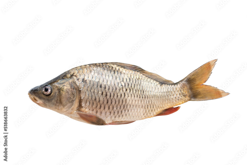 Carp fish isolated on white background. River fish Carp fish isolated on white background. River fish