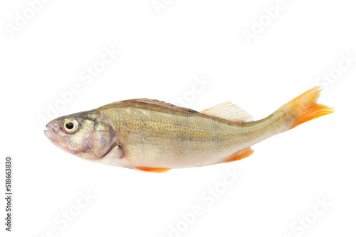 River perch fish isolated on white background