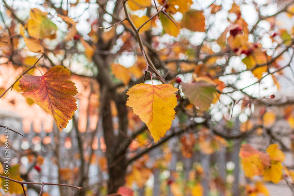Autumn hawthorn tree .Autumn background