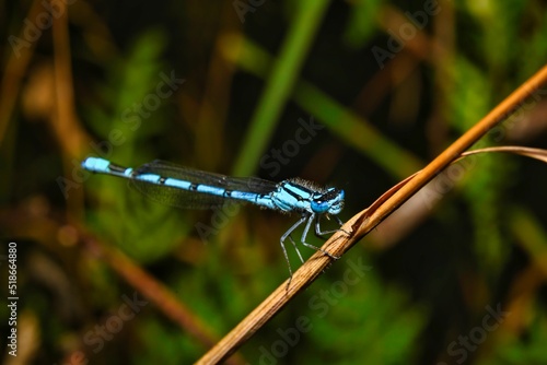 A view of a small dragonfly in nature photo