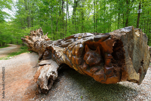 The Chainsaw Art on a fallen red oak tree at William B Umstead State Park, Raleigh North Carolina. 