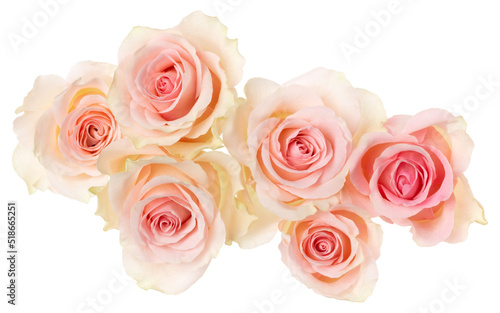 pink roses isolated over white background closeup. Rose flower bouquet in air  without shadow. Top view  flat lay..
