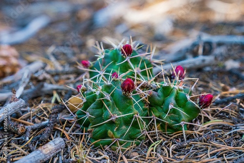 Selectiv focus of red flowers of Scarlet Hedgehog cactus in desert among dry branches photo