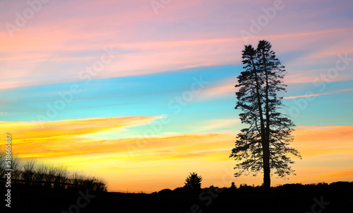 Sunset in Front of a Double or Split Tree at Chatham  Cape Cod