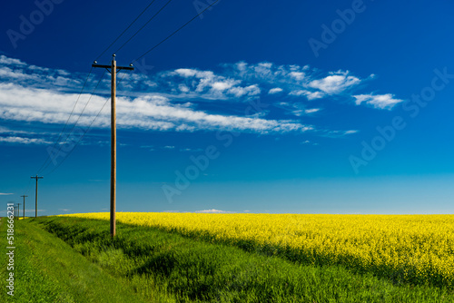 Fotografie A row of wooden telephone poles standing tall along a blooming yellow canola field in Rocky View County Alberta Canada under a deep blue sky