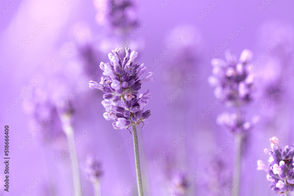 Fototapeta premium Lavender flowers in the summer, Floral field background,