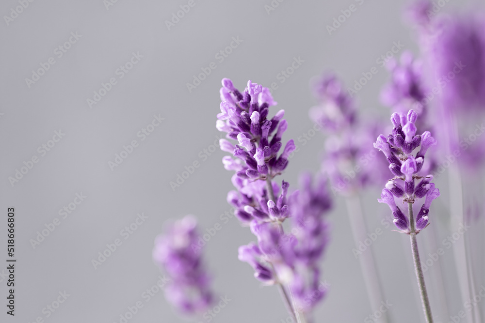 Obraz premium Lavender flowers in the summer, Floral field background,