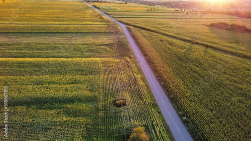 Straight road and agriculural field on the countryside photo