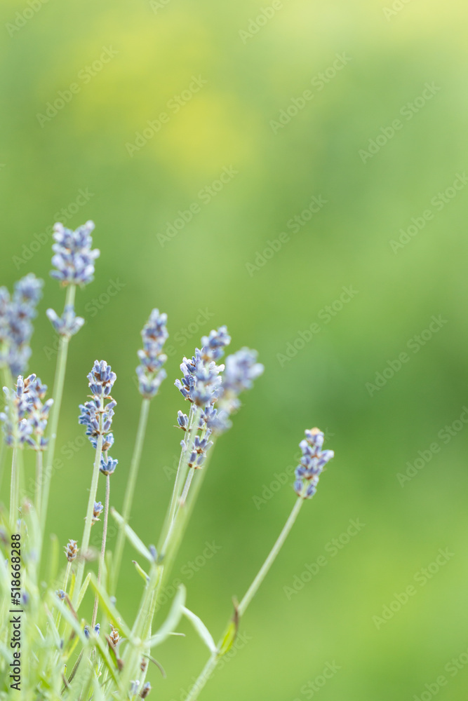 Fototapeta premium Lavender flowers in the summer, Floral background,