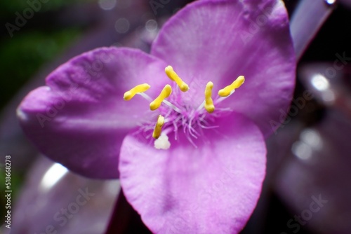 Beautiful purple tradescantia flower blooming in a garden photo