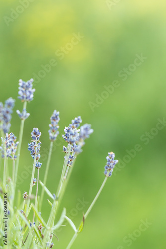 Fototapeta Naklejka Na Ścianę i Meble -  Lavender flowers in the summer, Floral background,