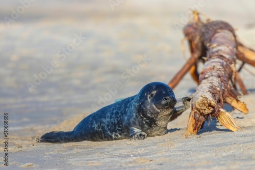 Fototapeta Naklejka Na Ścianę i Meble -  Cute seal lying next to a tree trunk on a sandy beach of Baltic sea on a sunny day