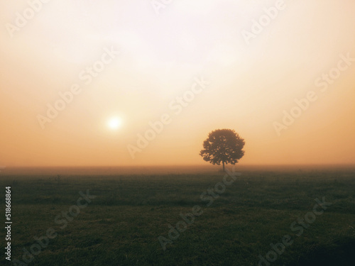 Lone tree standing in a field against the fog