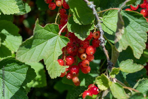 Ripe red currant growing on a bush close-up