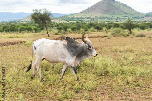 Konstfotografi Shot of a Zebu near Arusha, Tanzania
