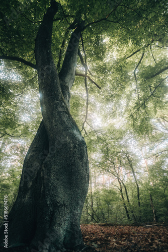 Buche, Sommer, Blätterdach, Baumkrone, Wald