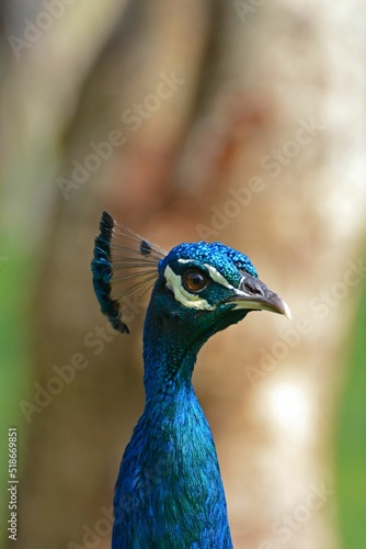 Vertical shot of head of blue peacock looking side isolated in blurred background photo