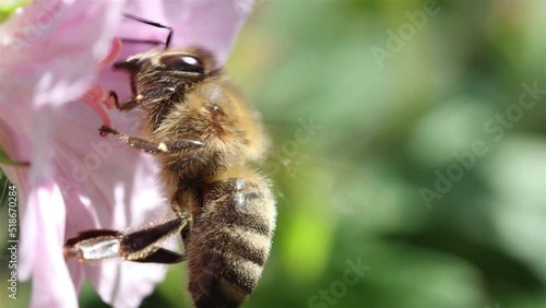 The bee holding to the flower and flaps its wings photo