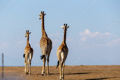 Canvas Print three giraffes leaving
