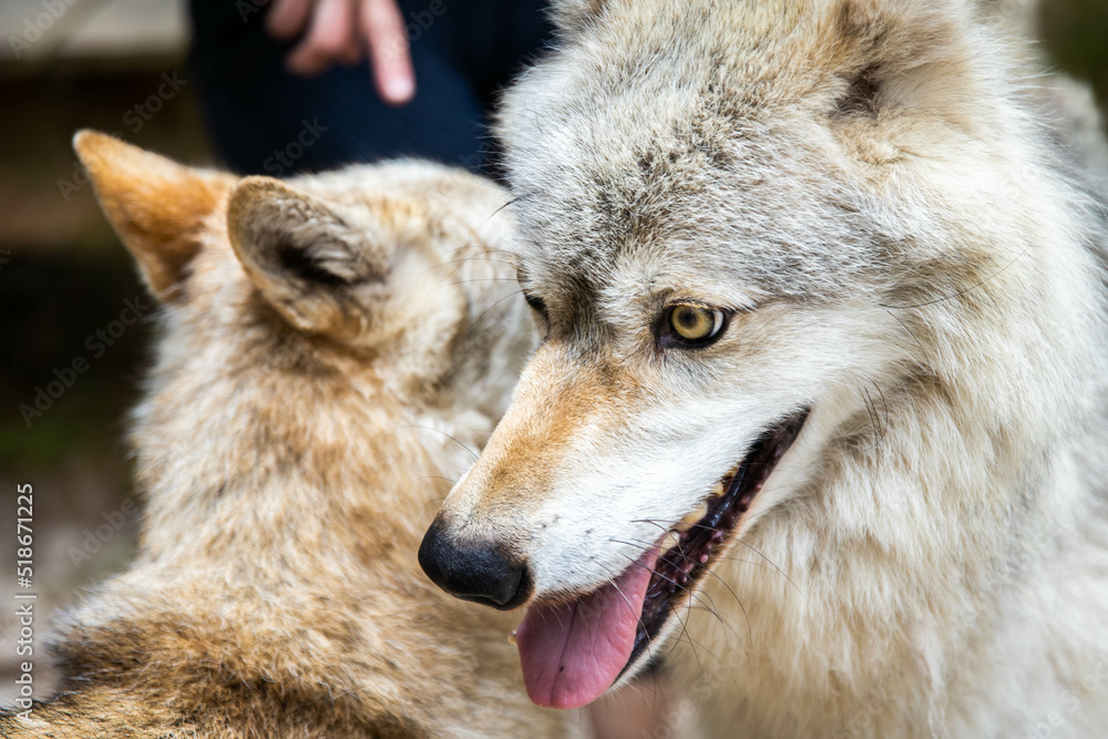 Obraz premium Close up couple of wolfes portrait playing together