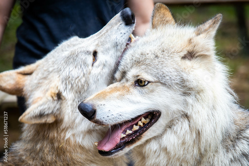 Close up couple of wolfes portrait playing together