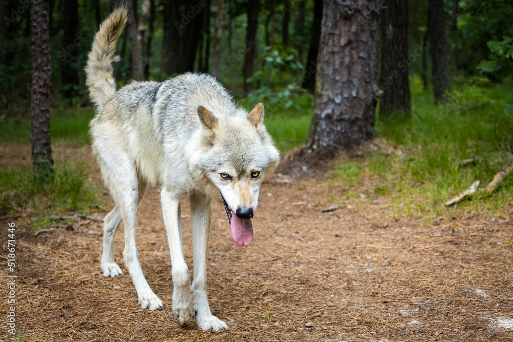 Obraz premium Single wolf portrait walking in the forest close up