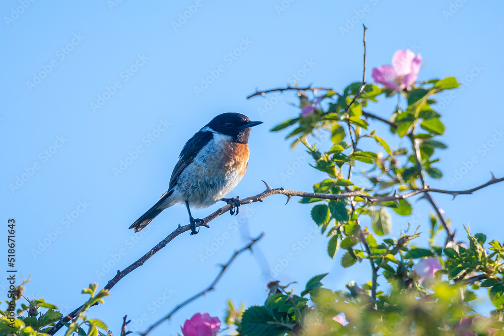 Fototapeta premium Stonechat, Saxicola rubicola, bird perching