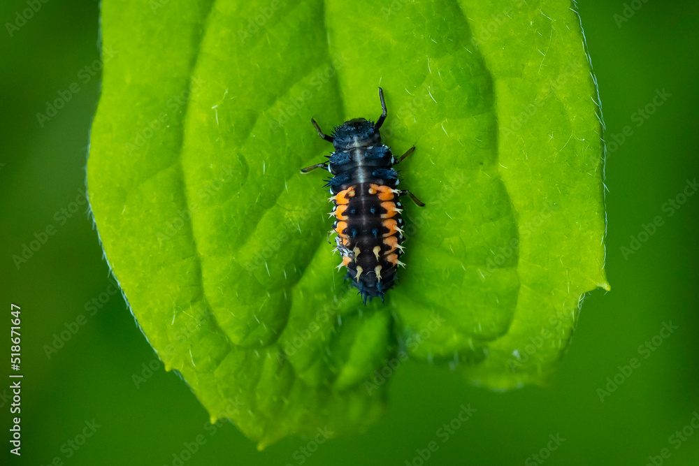 Naklejka premium Ladybug larva insect Coccinellidae closeup