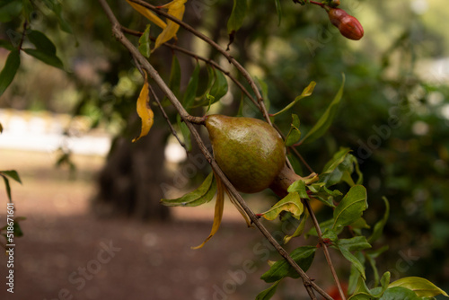 Pomegranate still unripe growing on a branch 
