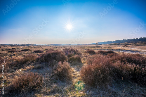 Colorful moorland landscape, national park Hoge Veluwe Holland