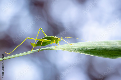 Speckled bush-cricket Leptophyes punctatissima