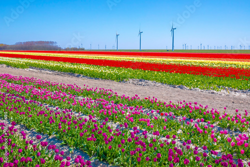 Blooming colorful Dutch pink purple tulip flower field under a blue sky. #518671694