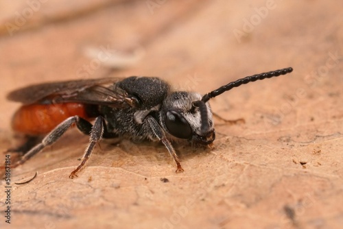 Closeup on a fresh emerged colorful parasitic Giant blood bee, Sphecodes albilabris photo